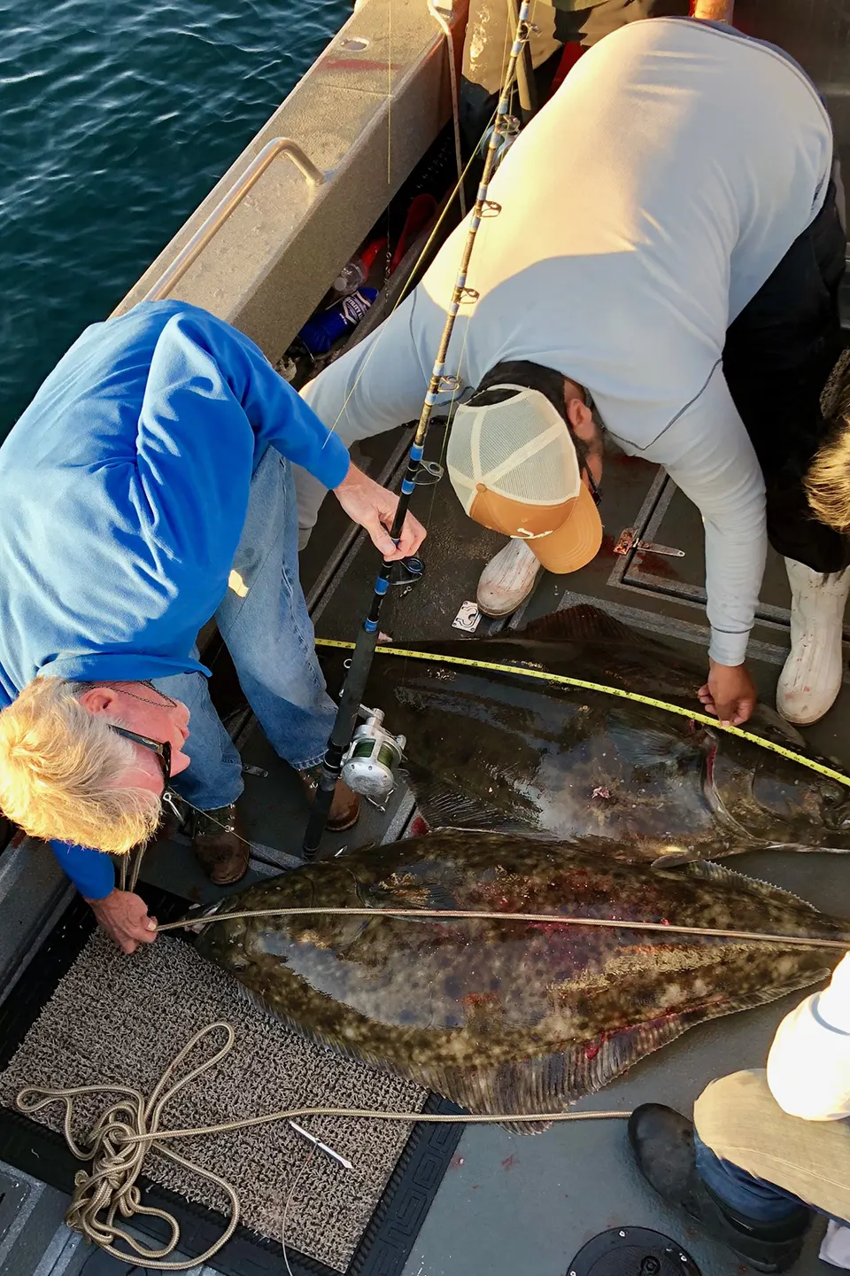 Anglers using tape measures to determine the length of halibut brought onboard Orion