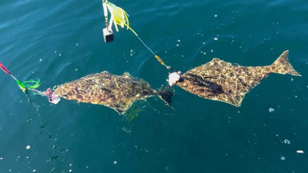 Two halibut are hooked at the same time and at the surface of the water in bright sunlight ready to be brought on board or released