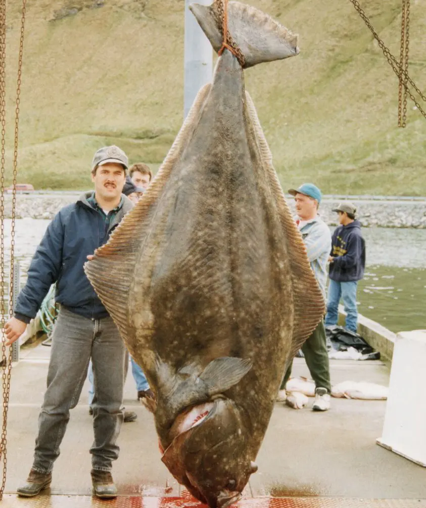 World-record halibut