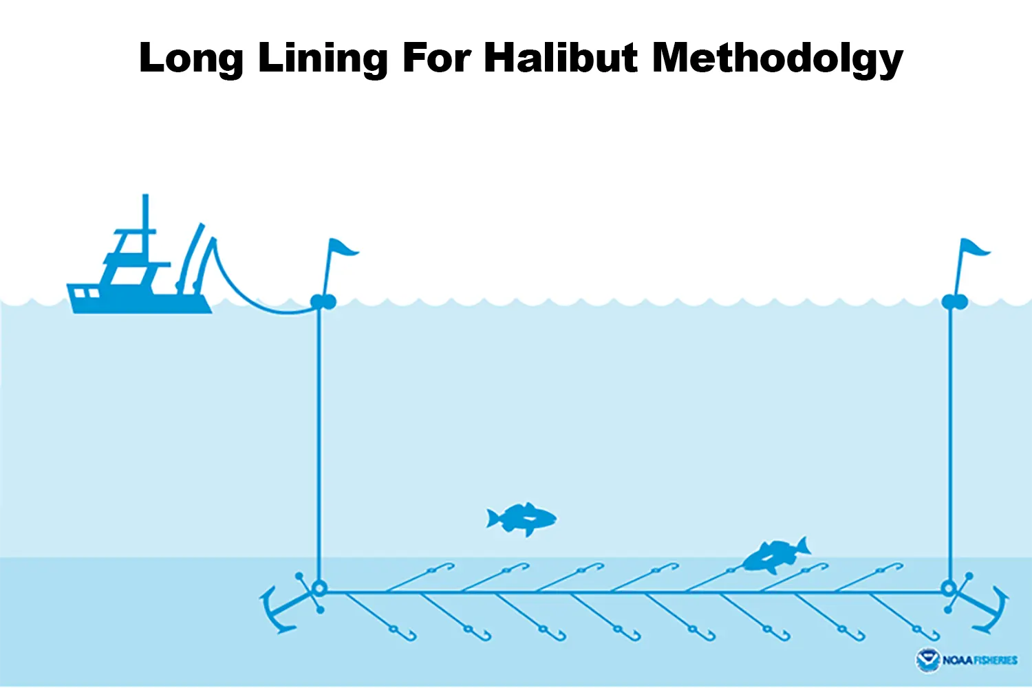 Long Lining for Halibut Illustration